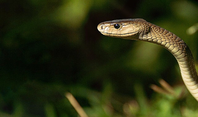 'Efsane Yılanlar Özel' 2 Mart Cumartesi 20.00'de National Geographic WILD Ekranlarında Başlıyor