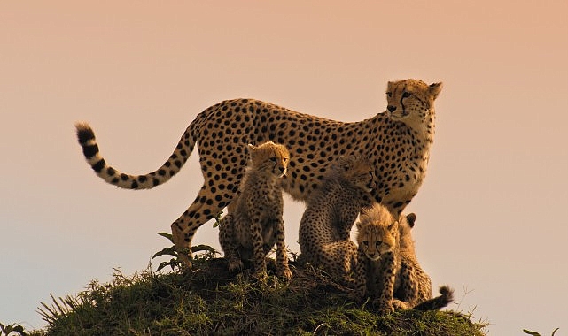 Memeli Canlıların İlham Verici Hikayeleri BBC Earth'te