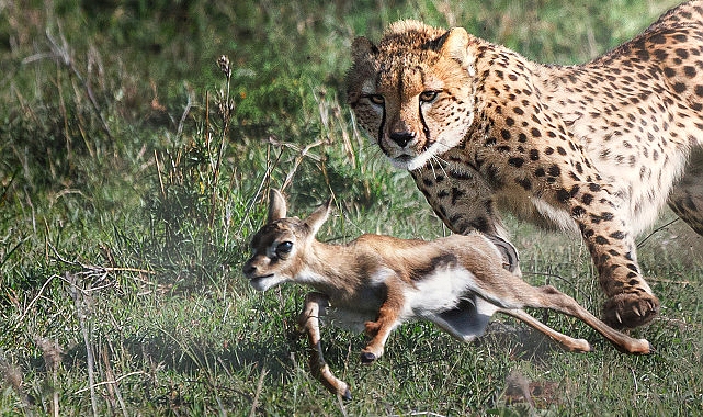 3 Bölümlük 'Yırtıcılar ve Avları' National Geographic WILD Ekranlarında Başlıyor!