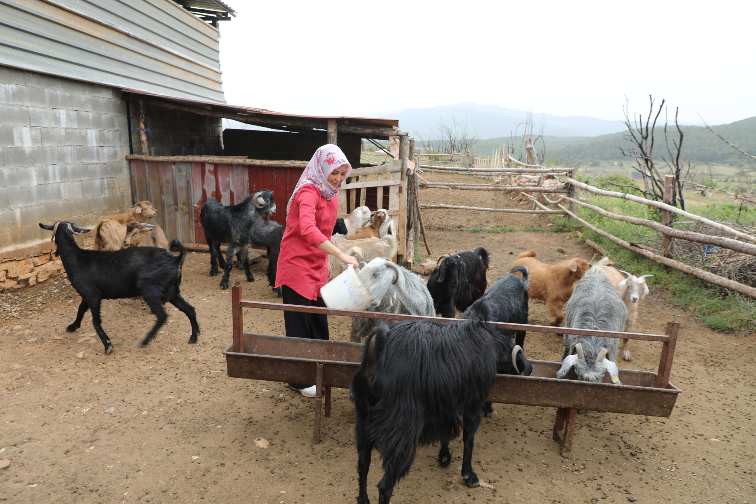 Muğla'nın Kıl Keçisi projesi, kadın üreticilere kazandırmaya devam ediyor