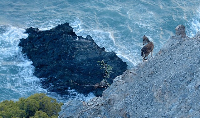 Akdeniz Bölgesini Muazzam Bir Keşfe Çıkaracak 'Vahşi Akdeniz' 5 Pazar Günü 20.00'de National Geographic WILD Ekranlarında!