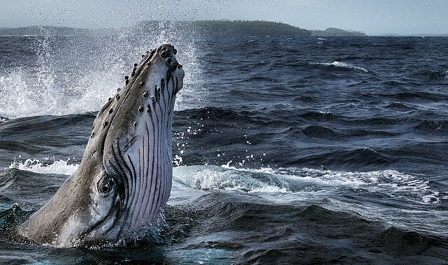 Dört Bölümlük 'Balinaların Gizemli Dünyası' 2 Haziran'da National Geographic WILD Ekranlarında Başlıyor!
