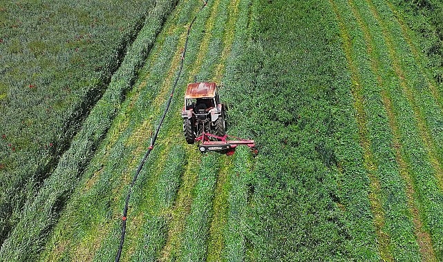 Konya Büyükşehir'in Macar Fiği Tohumu Desteği ile Ekilen Tarlalarda Hasat Yapıldı Başkan Altay: “Çiftçimize Verdiğimiz Desteklerle Millî Ekonomiye Katma Değer Sağlıyoruz"
