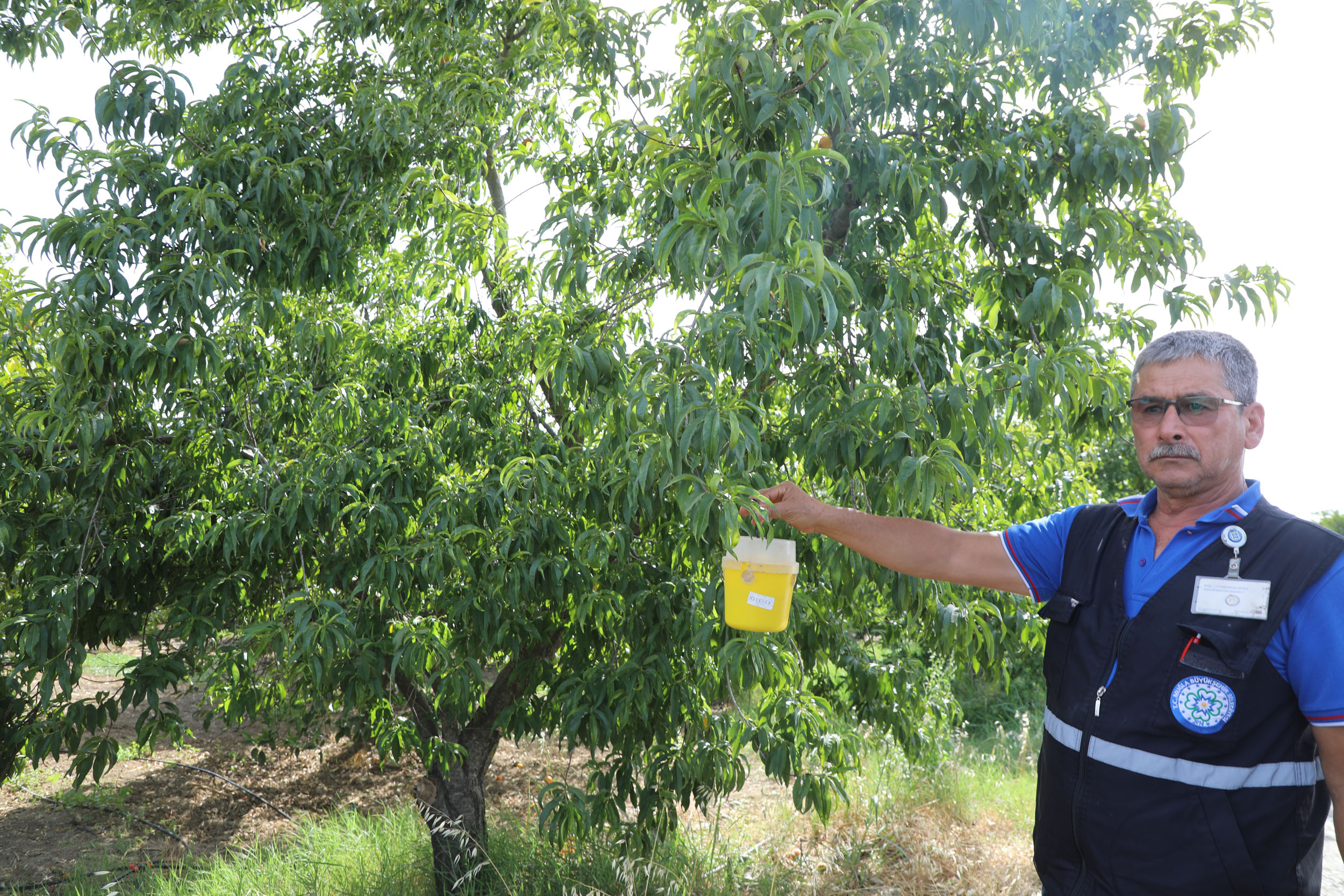 Muğla Büyükşehir Belediyesi'nden narenciye ihracatına destek