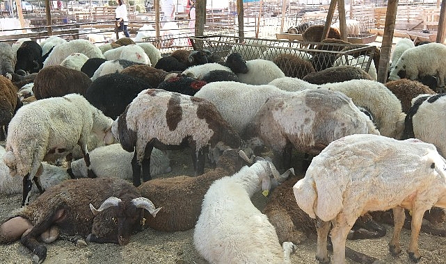 aklaşan Kurban Bayramı öncesinde, Türkiye'nin dört bir yanından gelen kurbanlık satıcıları ve Menemenli vatandaşlar, Gölpark arkasındaki eski askeri atış alanında buluşuyor