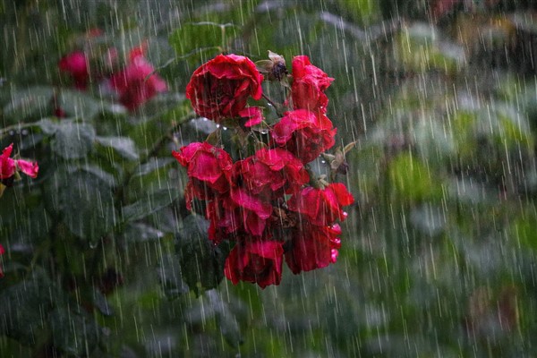 Meteoroloji'den gök gürültülü sağanak yağış uyarısı