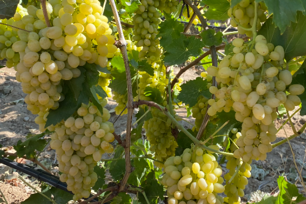 EİB - Sultani çekirdeksiz sofralık üzümde 100 milyon dolar ihracat hedefleniyor