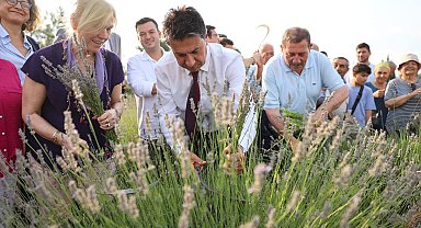 Başkan Aras, Lavanta Şenliği'nde ilk hasadı yaptı