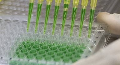 DSÖ: Kuş gribine karşı mRNA aşısı gelişimini ilerletmek için yeni girişim başlatıldı