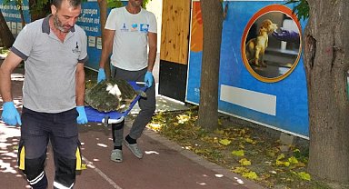 İzmir'deki yaralı caretta caretta tedavi kurtarıldı