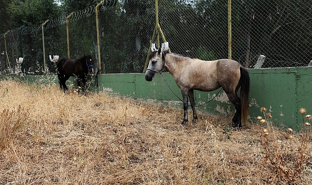 Karşıyaka'da başıboş at operasyonu