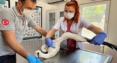 Osmangazi Belediyesi ekipleri yaralı leyleği tedavi etti