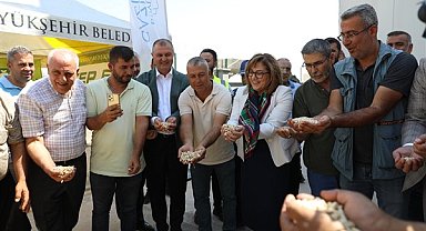 Gaziantep Büyükşehir Belediyesi, boz kavlak fıstığın alımına başladı