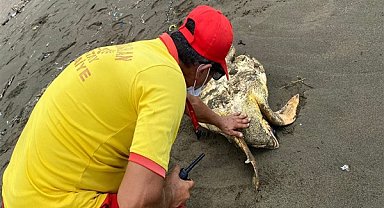 Hatay'da yaralı caretta caretta kurtarıldı