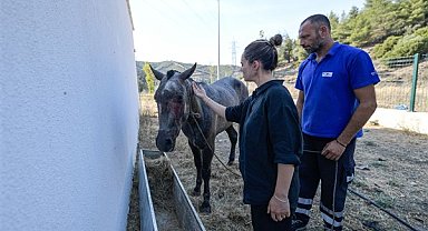 İzmir'deki orman yangınlarında zarar gören hayvanlar koruma altına alındı