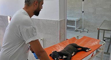 İzmir'deki Seyrek Sahipsiz Hayvan Hastanesi'nde bin 851 hasta sokak hayvanı tedavi edildi