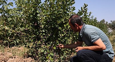 Konya Büyükşehir Belediyesi’nin destek verdiği aronya hasadı başladı