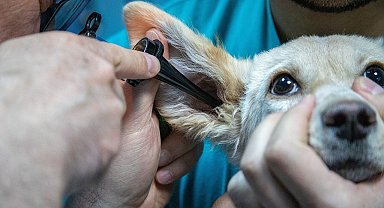 Mobil veteriner kliniği olan VETBÜS, 20 ilçede hizmet verecek