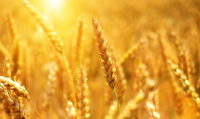 TÜRİB- Arpa, Buğday ve Mısır ürünleri için fiyat gelişimi açıklandı