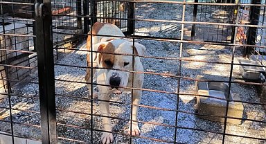 Ata saldıran köpek yakalandı