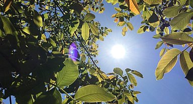Hava sıcaklığı mevsim normalleri civarında seyredecek