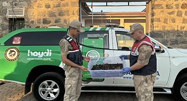 HAYDİ ekiplerince Şanlıurfa'da izinsiz toplanan 270 adet canlı akrep ele geçirildi