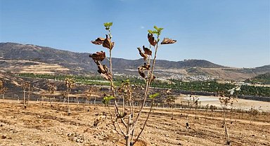 İzmir'de ağaçlarda yapraklar yeniden yeşermeye başladı