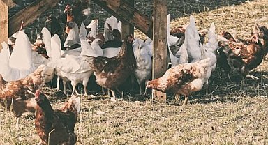 Kayseri Büyükşehir Belediyesi, kırsaldaki kadın üreticilere 10 bin tavuk dağıtacak