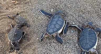 Mersin Barosu'ndan yavru deniz kaplumbağaları ve kum zambakları için imza kampanyası