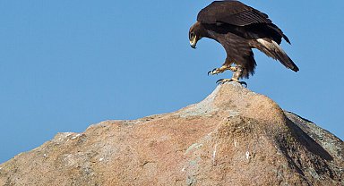 Norveç'te beş günde dört kişi kartal saldırısına uğradı