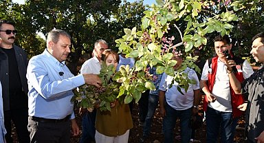 Şanlıurfa Valisi Şıldak, fıstık hasadına katıldı