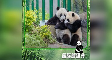 Yaban hayattaki dev panda sayısı bin 900'e yaklaştı