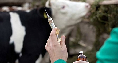 Çay’da 2.300 Büyükbaş Hayvana Şap ve Brucella Aşısı Yapıldı