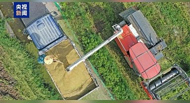 Çin'de tahıl üretiminin 700 milyon tonu aşması bekleniyor