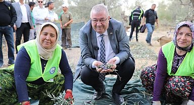 Edremit’te zeytin hasadı başladı