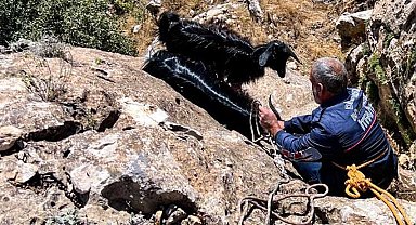 İtfaiye ekipleri, dağda mahsur kalan keçileri kurtarıp sahiplerine teslim etti