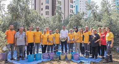 Mezitli'de zeytin hasadı, kız çocuklarına eğitim desteği sağlayacak