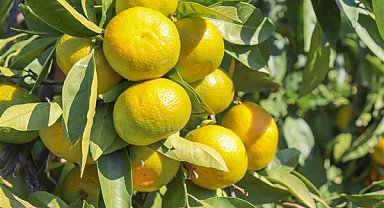 Satsuma mandalinanın ihracat yolculuğu 18 Ekim’de başlıyor