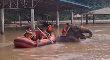 Tayland Chiang Mai'de meydana gelen şiddetli selde iki fil boğuldu