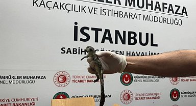 Ticaret Bakanlığı Gümrükler Muhafaza ekiplerince, timsah ve kertenkele ele geçirildi