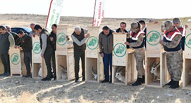 Urfa ceylanları doğaya salındı