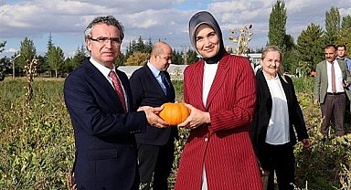 Vali Kübra Güran Yiğitbaşı, süs kabaklarının hasadına katıldı