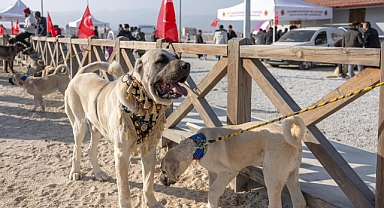 Afyonkarahisar’da Kangal, Malaklı ve Çoban Köpekleri Güzellik Yarışması Düzenlendi