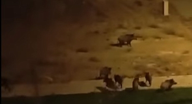 Afyonkarahisar’da Yaban Domuzları Şehir Merkezine İndi