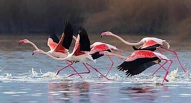 Doğal Cennet Eber’de Yaşam Ölüyor ,Ekosistem yok oldu