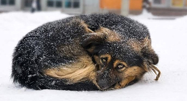 Soğuk Kış Günlerinde Can Dostlarımıza Sahip Çıkalım