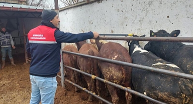 Afyonkarahisar’da Besilik Sığır İthalatı İçin Ön Müracaatlar Başladı