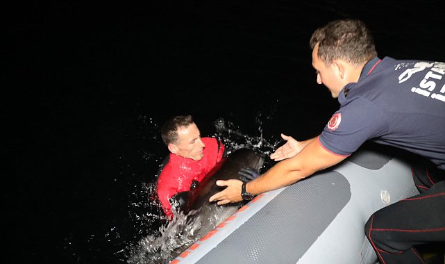 Alibey Deresi’ne sürüklenen yavru yunus İstanbul İtfaiyesi tarafından kurtarıldı