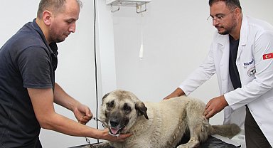 Giresun’da aracın üzerinden geçtiği yaralı köpek tedavi altına alındı