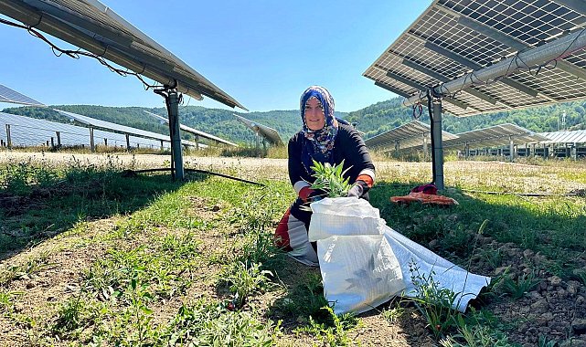 Ladik GES’te Agrivoltaik Tarım'da hasat zamanı